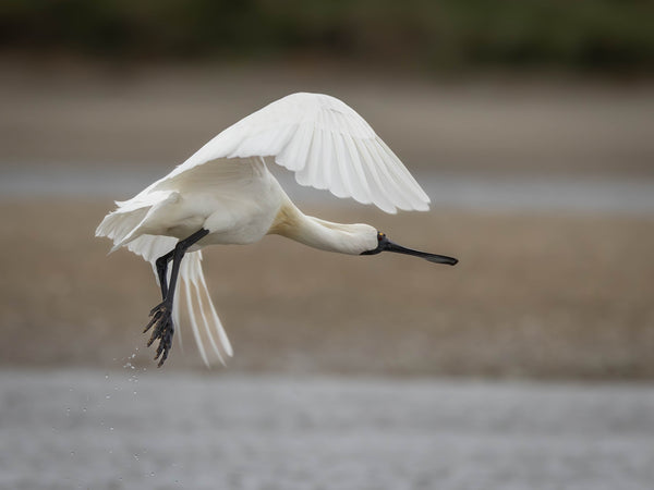 Bus life NZ with Airedales.