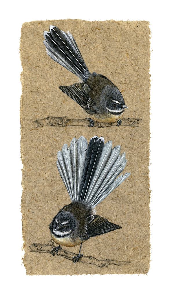 Two Fantails VI