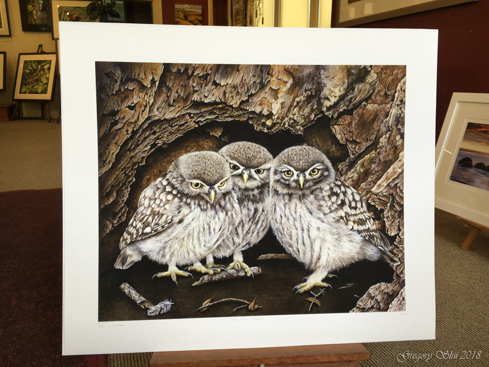 3 Little Owls