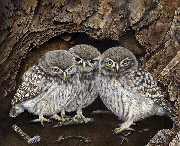 3 Little Owls