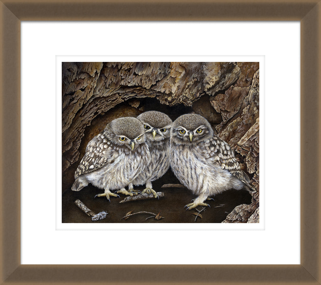 3 Little Owls