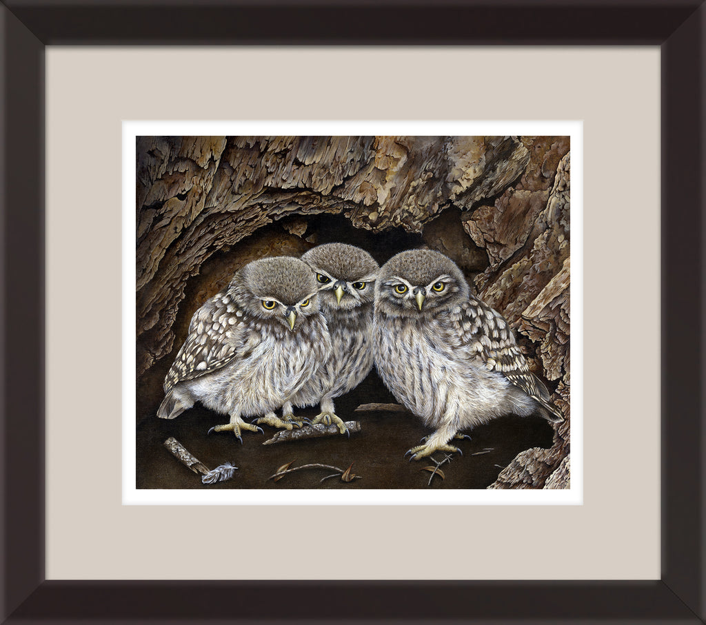 3 Little Owls