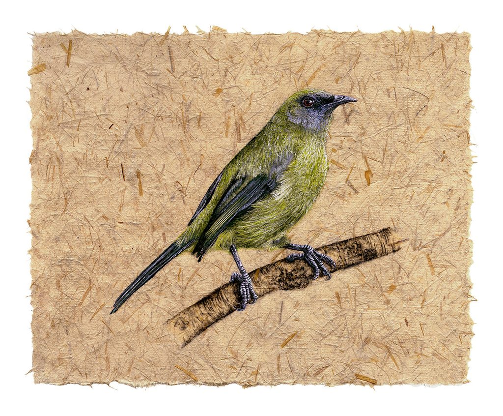 Bellbird IV - Korimako