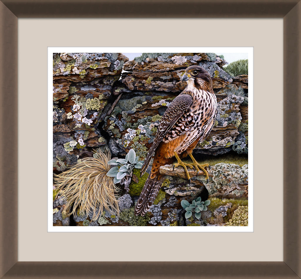 Karearea (NZ Falcon) at Poolburn