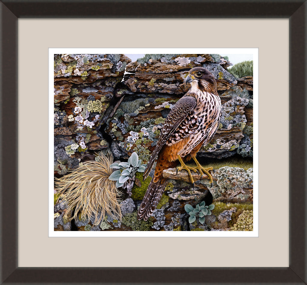 Karearea (NZ Falcon) at Poolburn