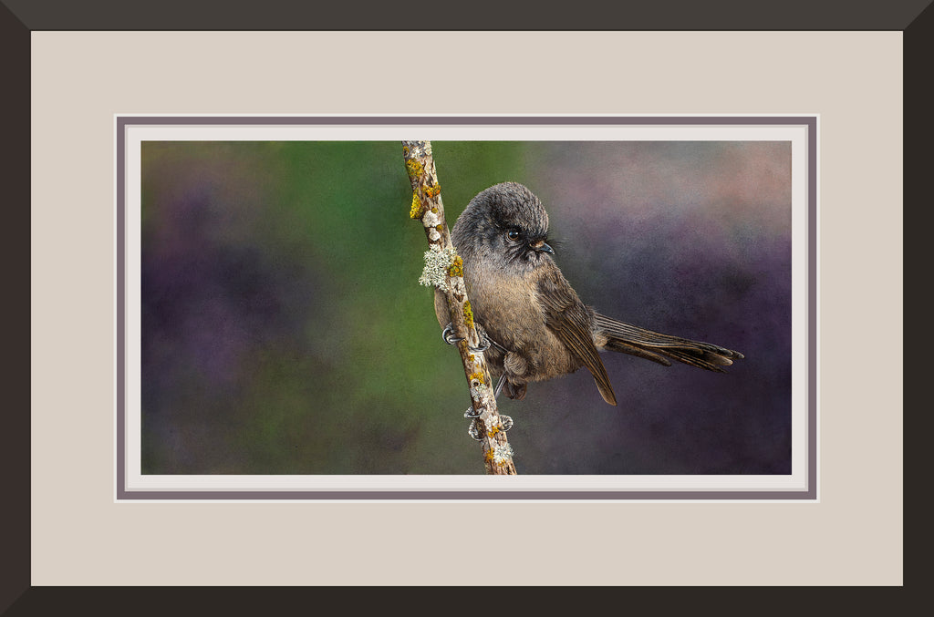 Black Fantail, (Piwakawaka)