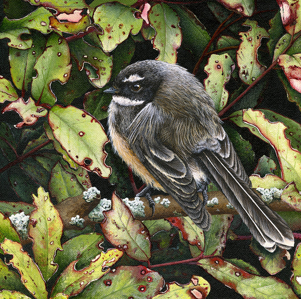 Fantail in Horopito (Pepper tree)