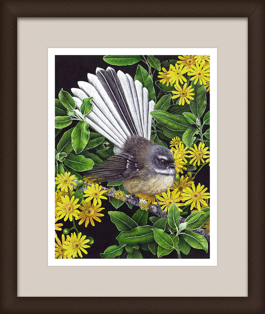 Fantail in Tree Daisy