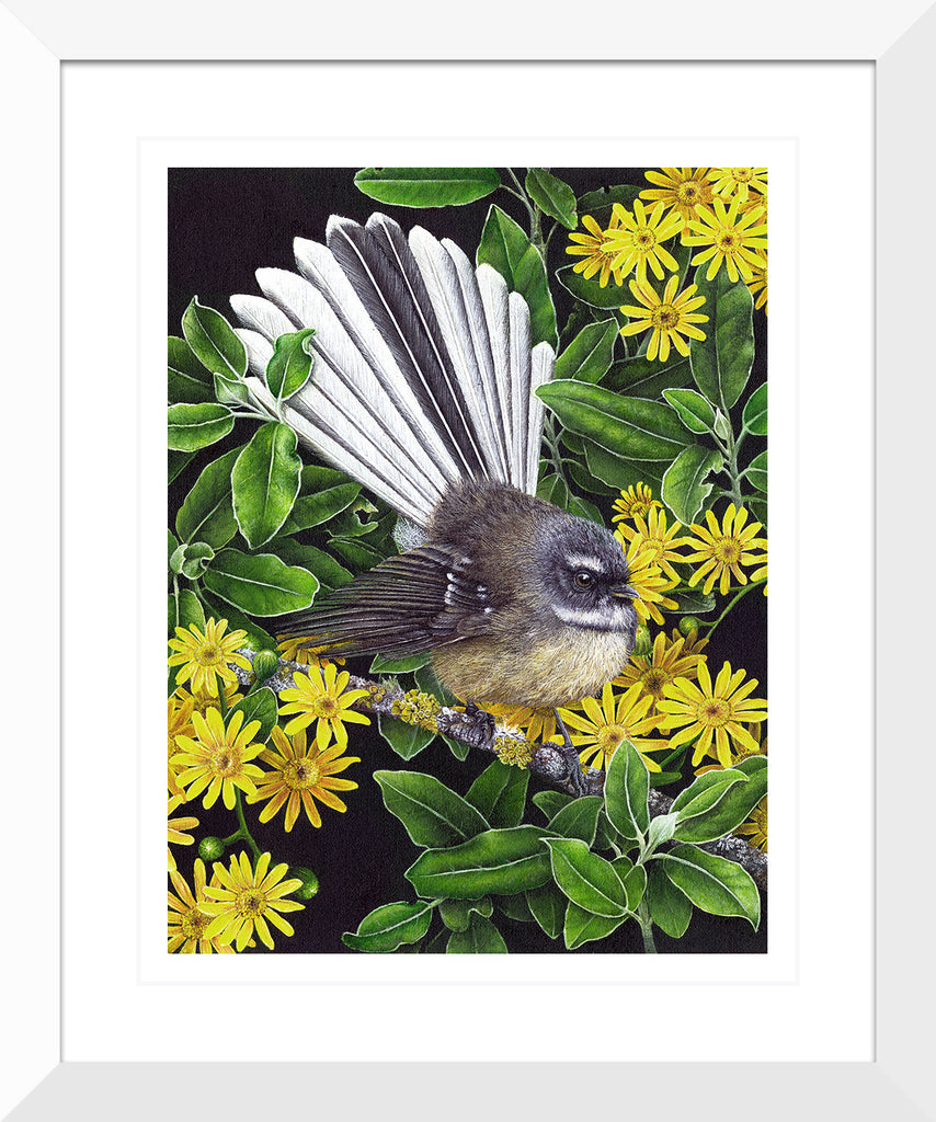 Fantail in Tree Daisy