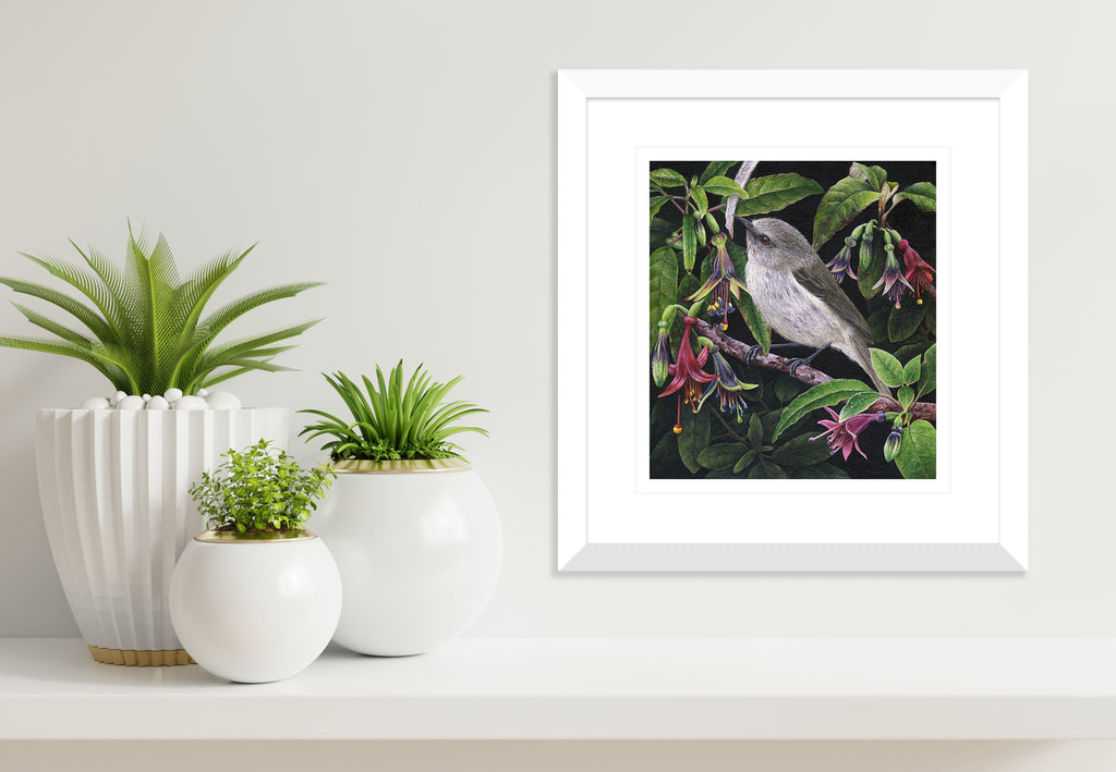 Grey Warbler ( Riroriro) in Fuchsia