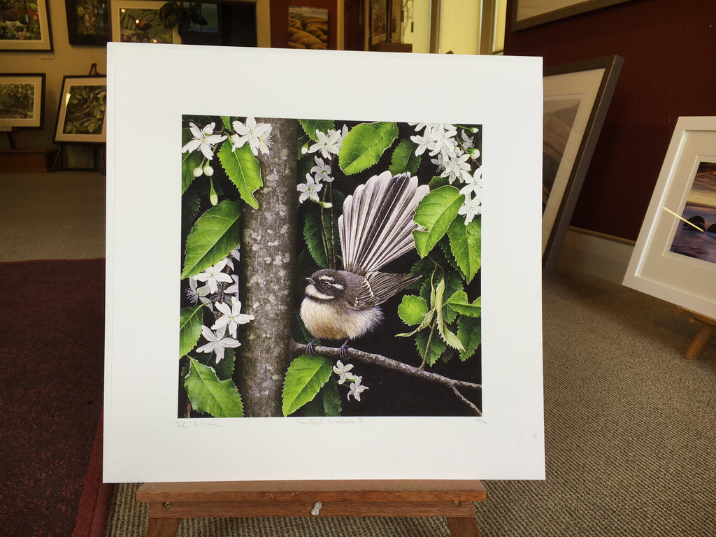 Fantail in Lacebark II