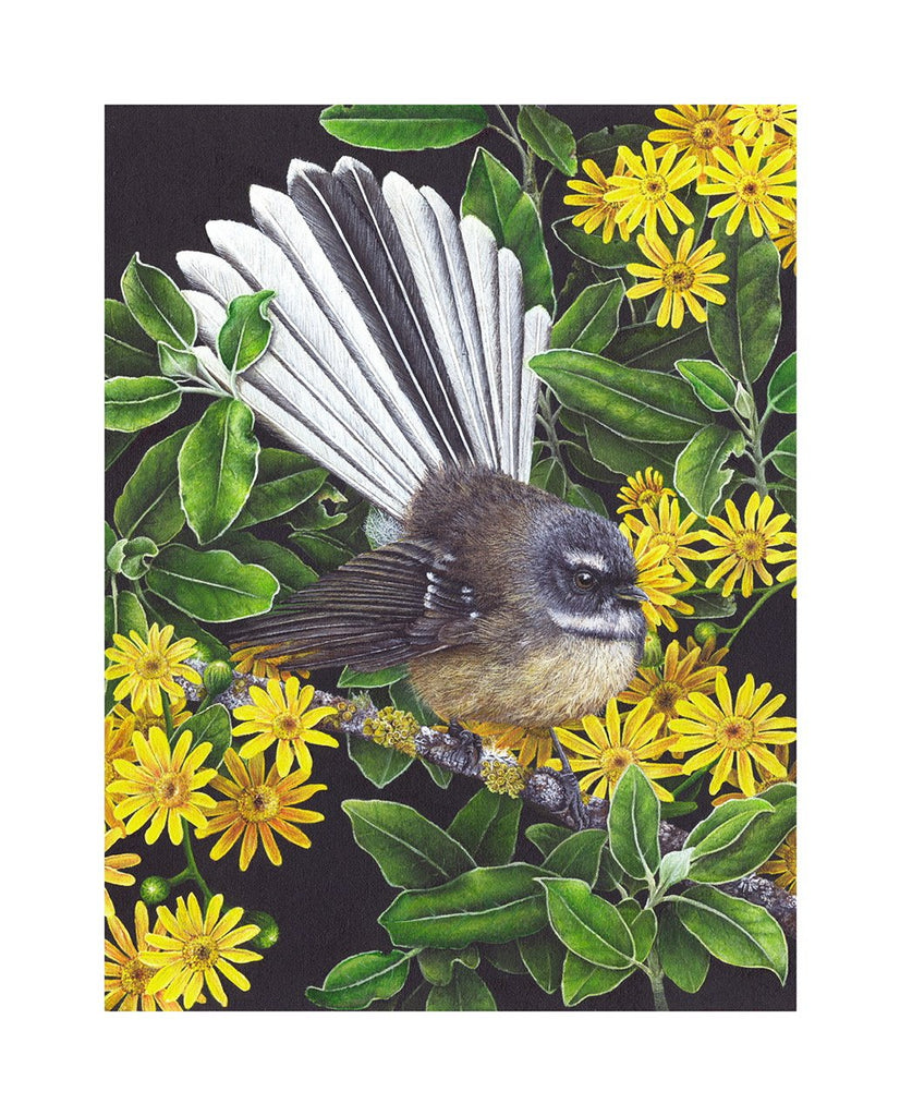 Fantail in Tree Daisy