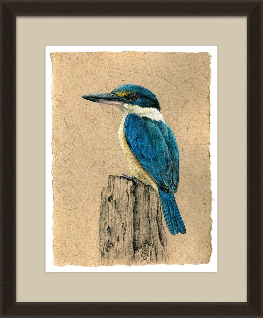NZ Sacred Kingfisher - Kotare