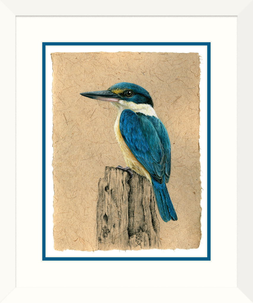NZ Sacred Kingfisher - Kotare