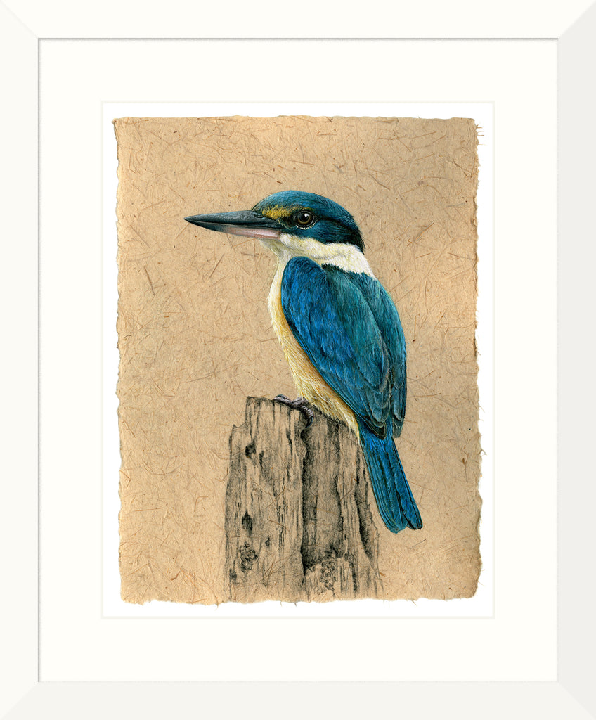 NZ Sacred Kingfisher - Kotare