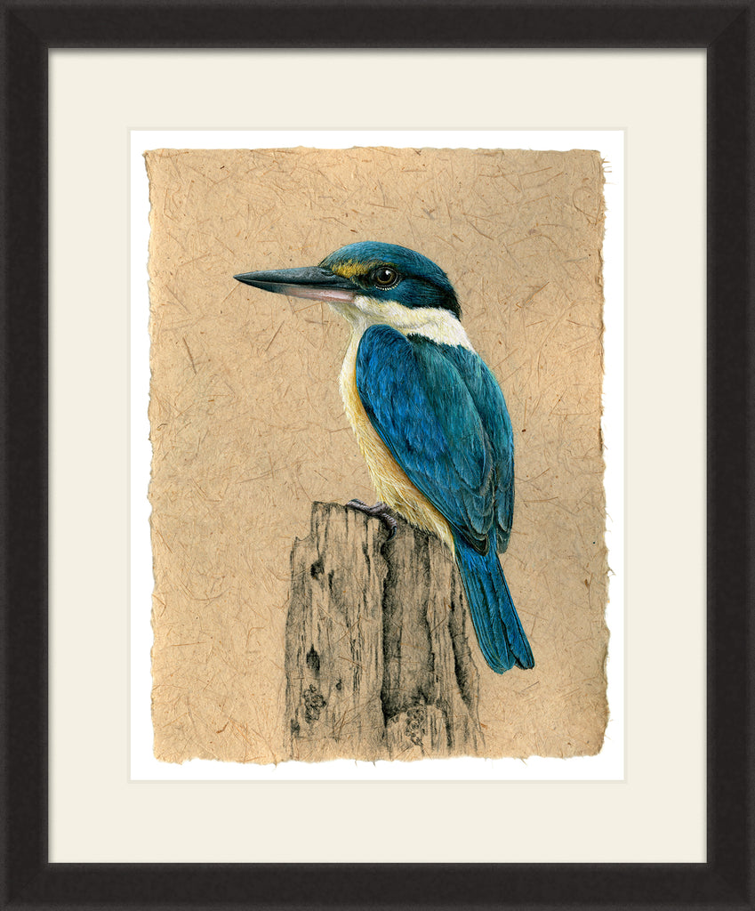 NZ Sacred Kingfisher - Kotare