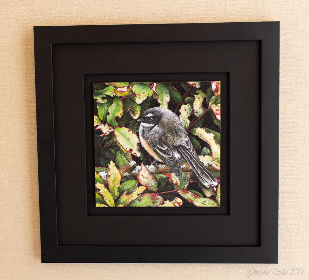 Fantail in Horopito (Pepper tree)