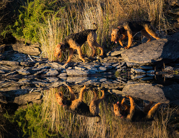 Reflections of Glory