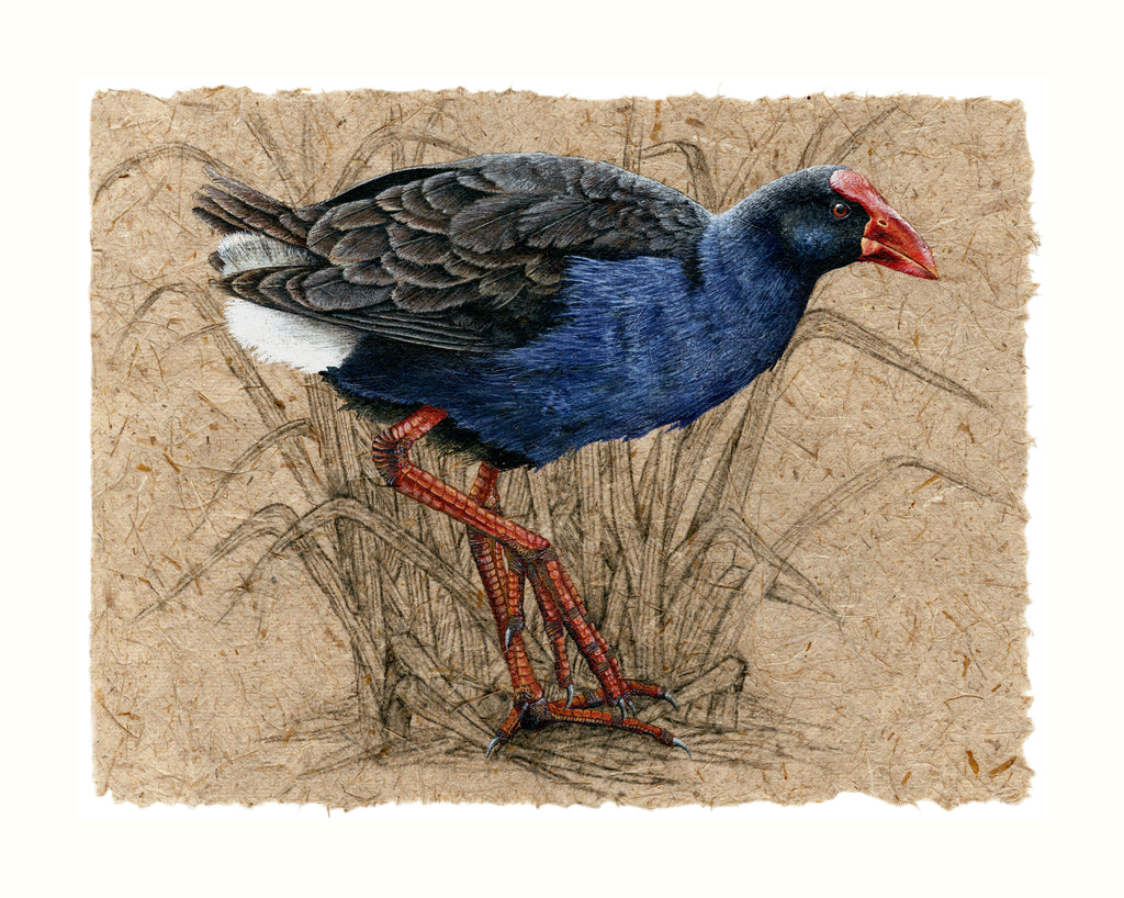 Pukeko III
