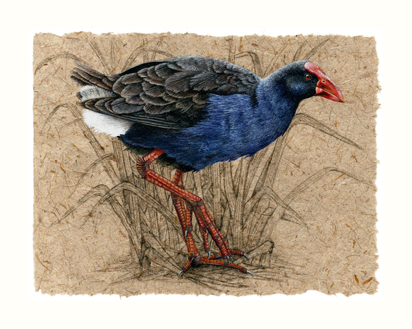 Pukeko III