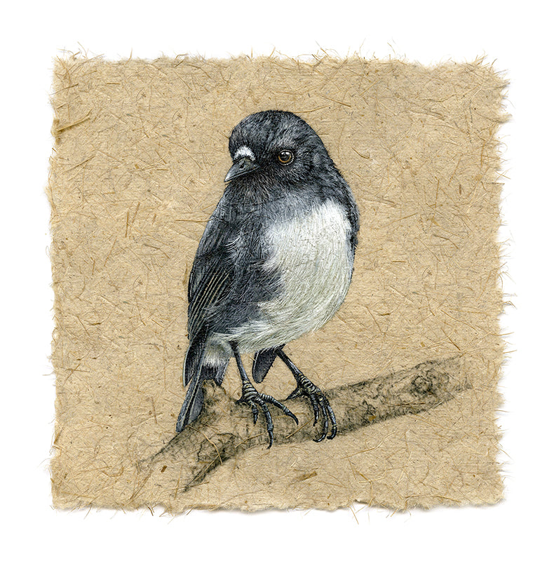 South Island Robin IV