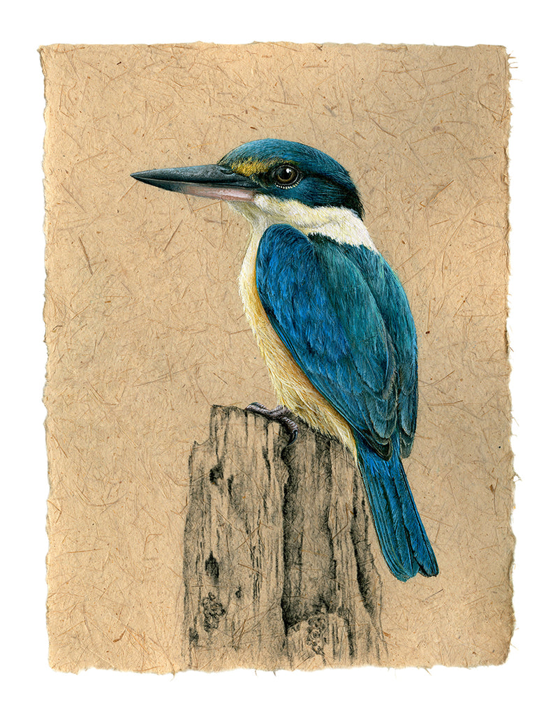 NZ Sacred Kingfisher - Kotare