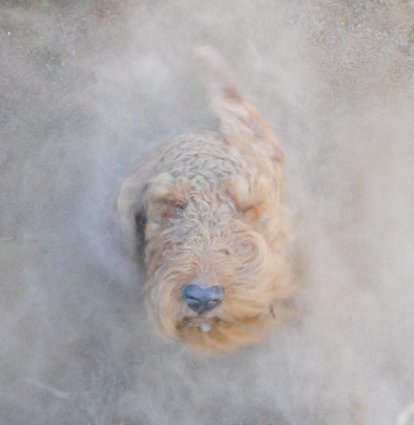 Teazle Tornado Triptych