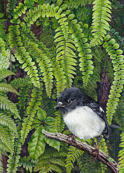 Tomtit in Ferns