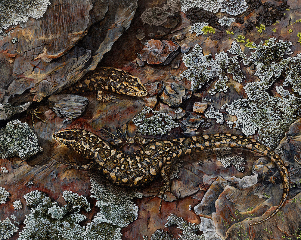 Otago Skinks