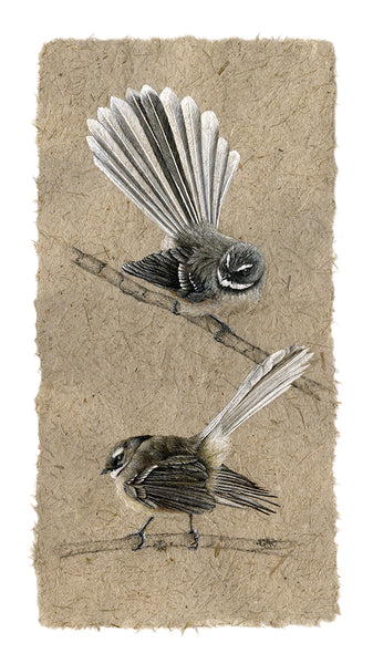 Two Fantails IV