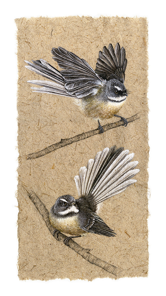 Two Fantails V
