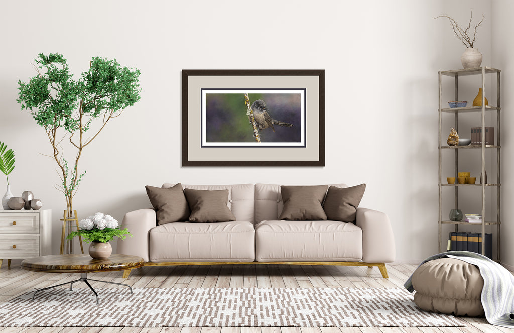 Black Fantail, (Piwakawaka)