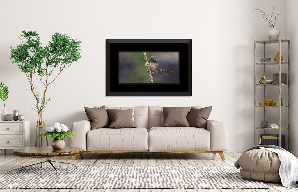 Black Fantail, (Piwakawaka)