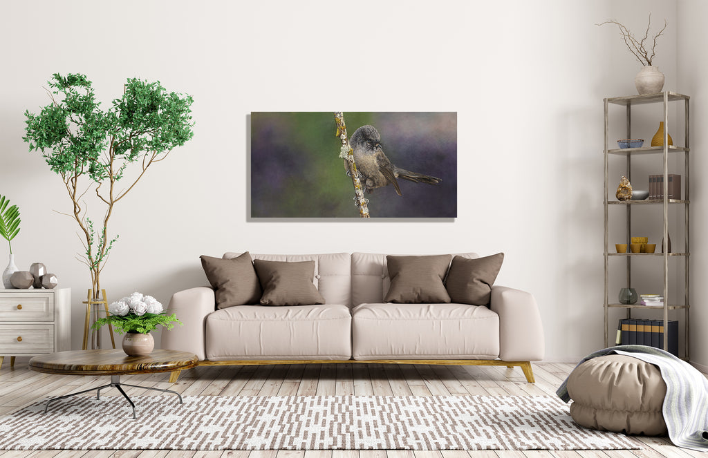 Black Fantail, (Piwakawaka)