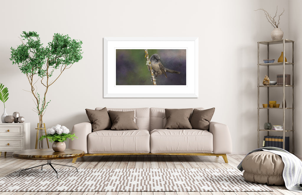 Black Fantail, (Piwakawaka)