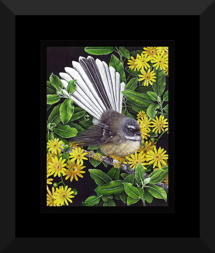 Fantail in Tree Daisy