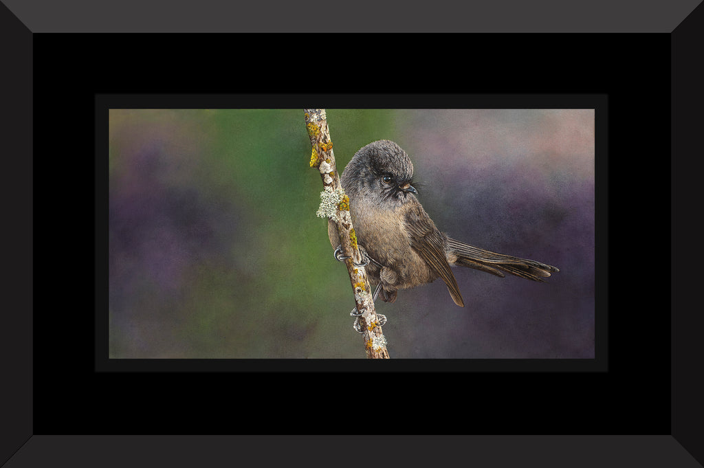 Black Fantail, (Piwakawaka)