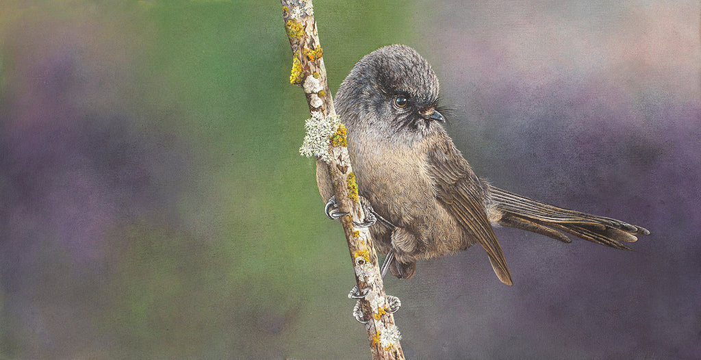 Black Fantail, (Piwakawaka)