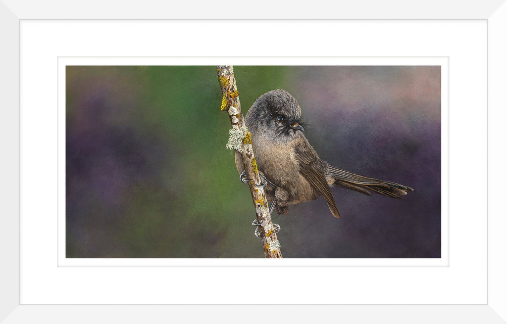 Black Fantail, (Piwakawaka)