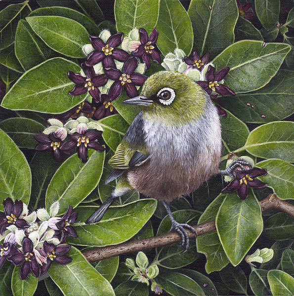 Waxeye in Steven Island Pittosporum