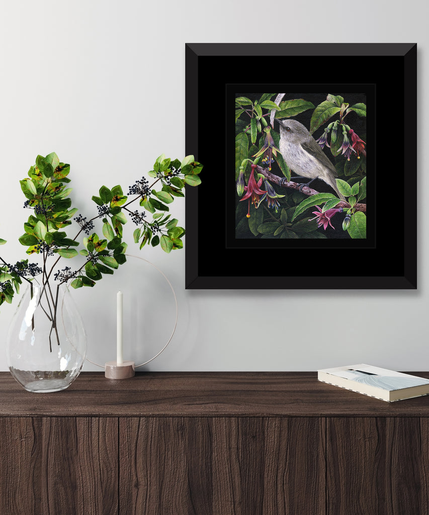 Grey Warbler ( Riroriro) in Fuchsia