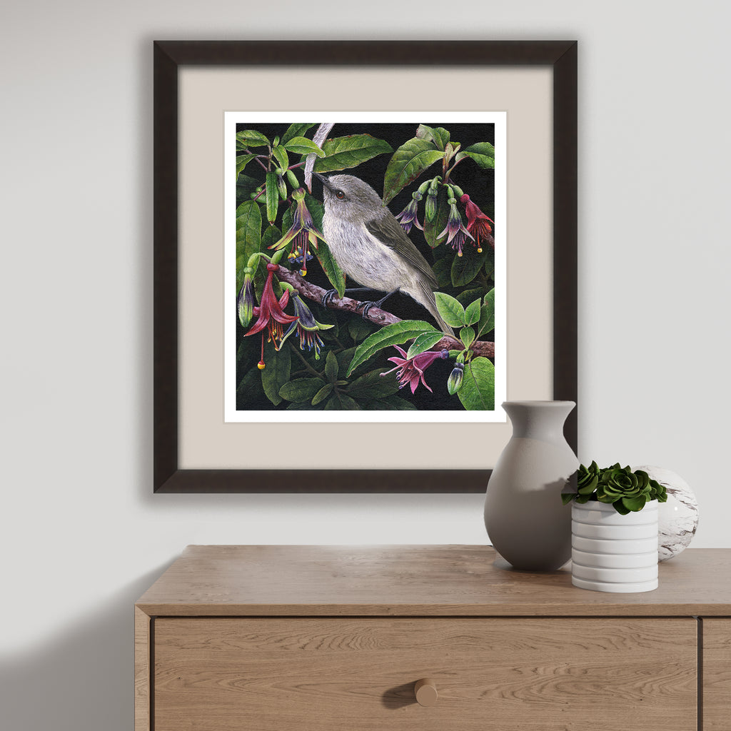 Grey Warbler ( Riroriro) in Fuchsia