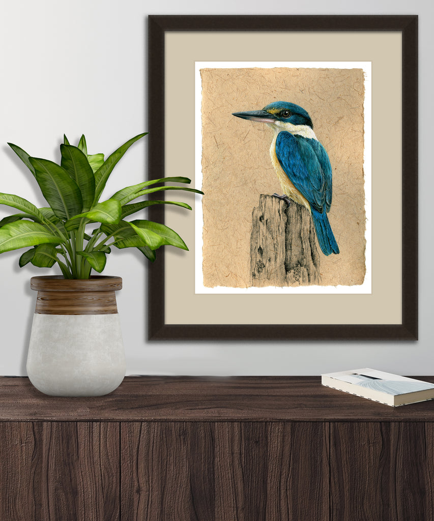 NZ Sacred Kingfisher - Kotare