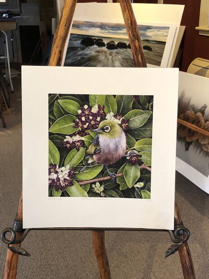 Waxeye in Steven Island Pittosporum